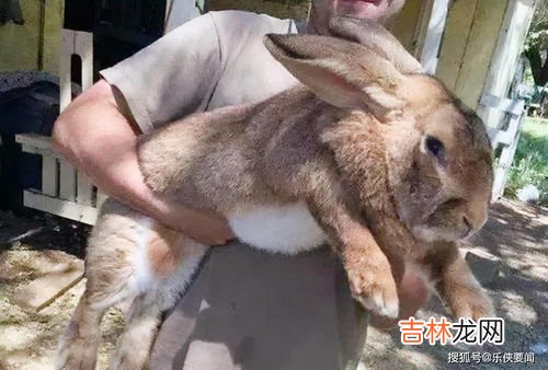 杀兔子要放血吗,兔子怎么杀,放血不