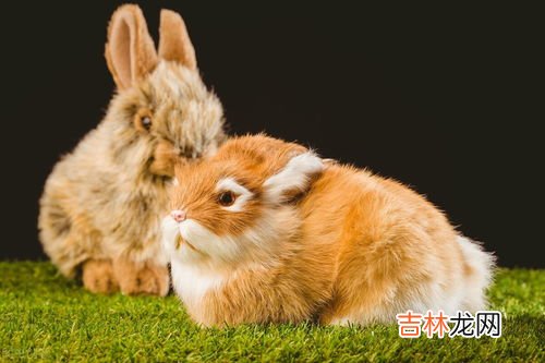 杀兔子要放血吗,兔子怎么杀,放血不