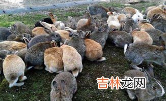 杀兔子要放血吗,兔子怎么杀,放血不