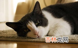 猫和狗脚印有什么区别,猫爪和狗爪的区别