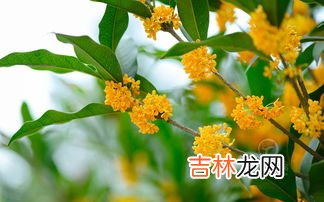 桂花在什么时候开花,桂花几月份开花