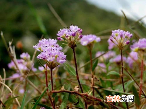 马蓼草和水蓼草的区别是什么,水蓼和辣蓼是同一个物种吗?