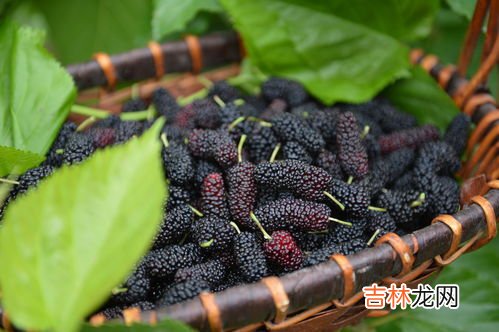 桑葚能染白头发吗,桑葚加白糖是否可以染白发?