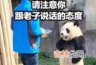 熊猫为什么不是猫,大熊猫是猫吗？为什么