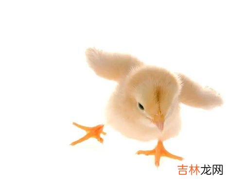 小鸡怎么在草地上捉虫子,小鸡怎么捉虫子