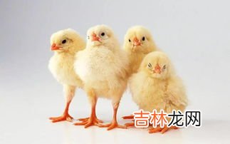 小鸡怎么在草地上捉虫子,小鸡怎么捉虫子
