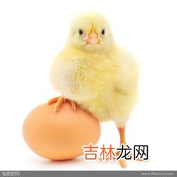 小鸡怎么在草地上捉虫子,小鸡怎么捉虫子