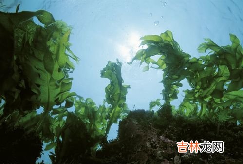 海带苗和裙带菜的区别,裙带菜和海带芽是一种吗