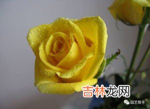 香蕉上供代表什么意思,上供用什么水果好