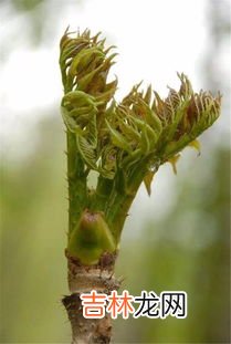 刺老芽怎么吃,刺老芽为何被称为“山野菜之王”呢？有哪些烹饪方法呢？