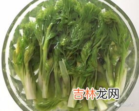 刺老芽怎么吃,刺老芽为何被称为“山野菜之王”呢？有哪些烹饪方法呢？