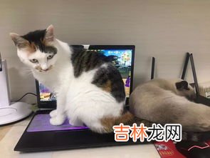 猫为什么会发烧,猫咪发烧的原因是什么？