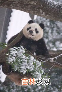 大熊猫的新亚种在哪里,大熊猫的新亚种在秦岭还是祁连山?