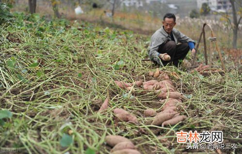 红薯原产地是哪国,红薯原产地是哪个国家