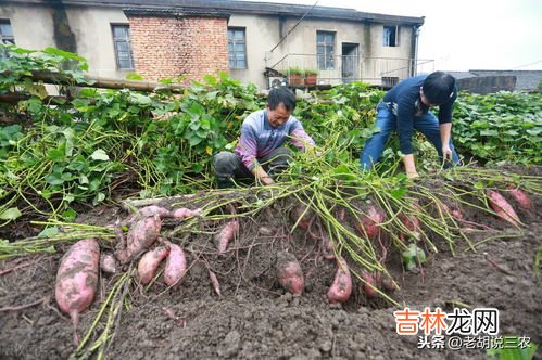 红薯原产地是哪国,红薯原产地是哪个国家