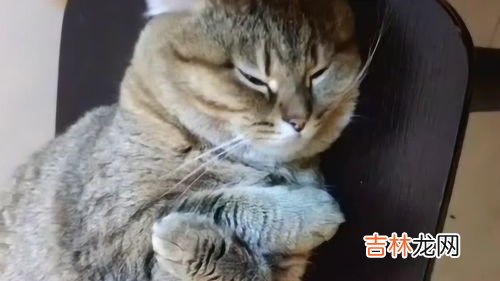 猫怕冷吗,猫咪会怕冷吗