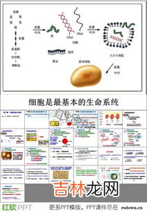 细胞膜成分有哪些,细胞膜的主要成分