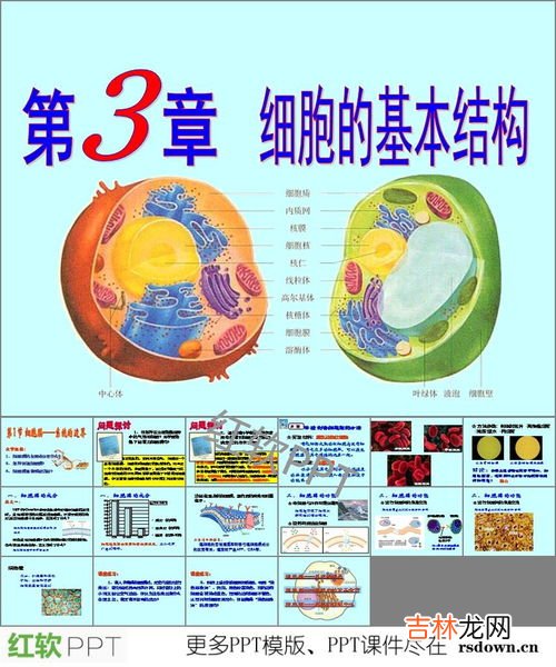 细胞膜成分有哪些,细胞膜的主要成分