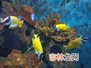 海苹果是什么东西,海苹果是什么?