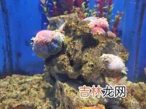 海苹果是什么东西,海苹果是什么?