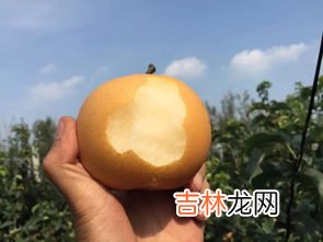秋月梨产地在哪,秋月梨哪里产的好吃
