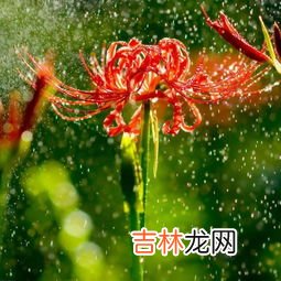 龙爪花和彼岸花一样吗,石蒜为什么叫彼岸花