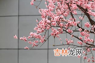 梅花的花语是什么,梅花的花语是什么