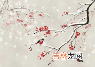 梅花的花语是什么,梅花的花语是什么