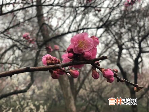 梅花的花语是什么,梅花的花语是什么