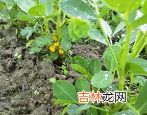 花生是碳水化合物吗,花生碳水含量高吗