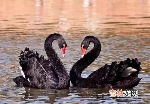黑天鹅寓意,黑天鹅的寓意是什么呢?