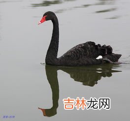黑天鹅寓意,黑天鹅的寓意是什么呢?