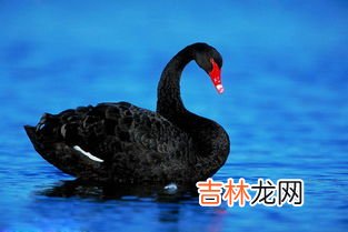 黑天鹅寓意,黑天鹅的寓意是什么呢?