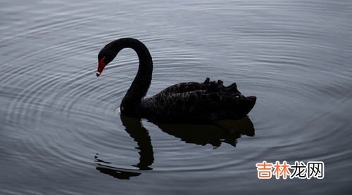 黑天鹅寓意,黑天鹅的寓意是什么呢?