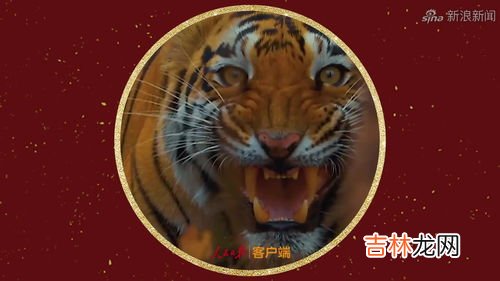 虎的寓意和象征意义是什么,老虎的寓意是什么