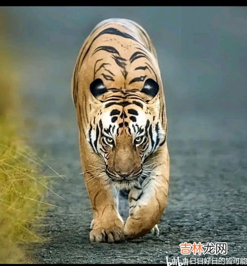 虎的寓意和象征意义是什么,老虎的寓意是什么