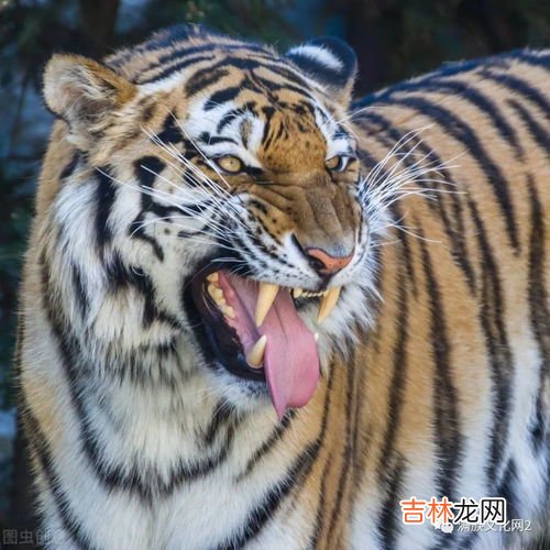 虎的寓意和象征意义是什么,老虎的寓意是什么