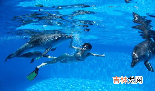 海豚生活在哪里,海豚生活在哪里?