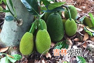 榴莲蜜怎么挑,榴莲蜜好吃吗，什么味道与口感