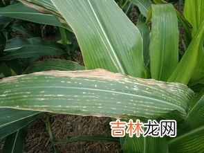 玉米叶是干垃圾还是湿垃圾,玉米叶子是什么垃圾