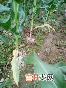 玉米叶是干垃圾还是湿垃圾,玉米叶子是什么垃圾