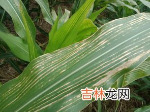 玉米叶是干垃圾还是湿垃圾,玉米叶子是什么垃圾