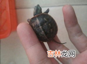大象的寿命有多长,大象的寿命