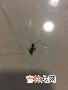 蜈蚣是怎么出现在家里的,为什么家里总有蜈蚣