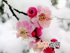 梅花的功效与作用,梅花的功效和作用 梅花对人有什么好处