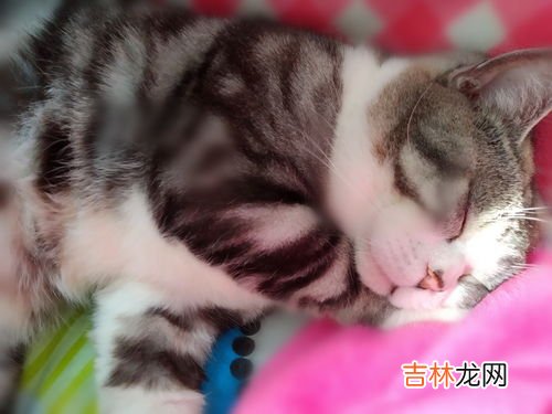 玄猫的特征有哪些,关于玄猫的说法 有那些？