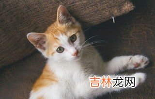 玄猫的特征有哪些,关于玄猫的说法 有那些？