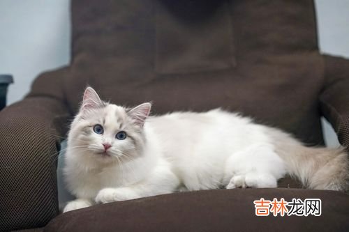 玄猫的特征有哪些,关于玄猫的说法 有那些？