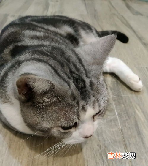 玄猫的特征有哪些,关于玄猫的说法 有那些？