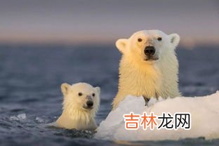 北极熊为什么不会吃企鹅宝宝,为什么北极熊不吃企鹅？